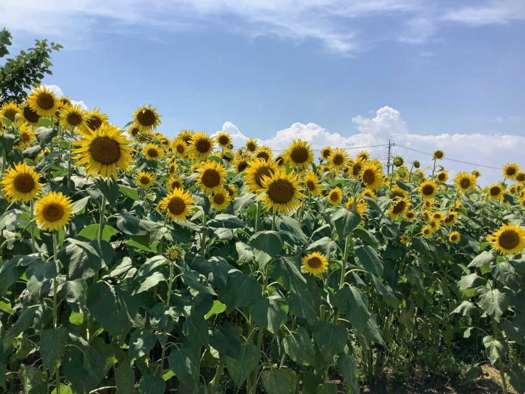 【外出イベント開催しました🌻】
